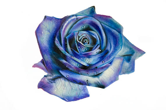 570x380 Blue Green And Purple Rose Drawing Print Wall Art Flower