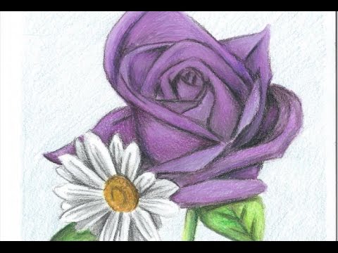 480x360 Drawing A Purple Rose And Daisies