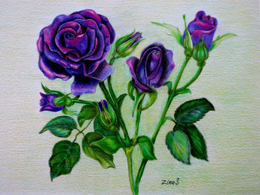900x675 Purple Roses Drawing By Zina Stromberg
