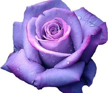 215x185 Flower Purple Rose 147088.jpg Art And Photography