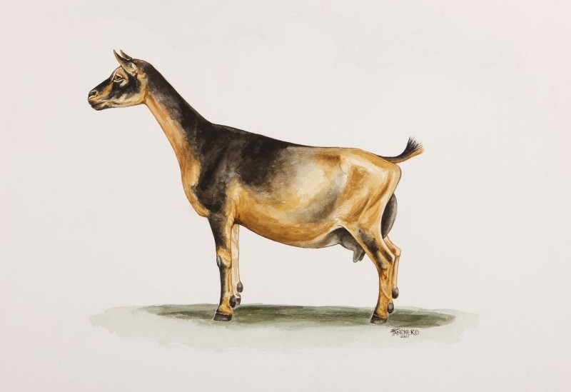 800x549 Introduction To Dairy Goat Keeping Part 1