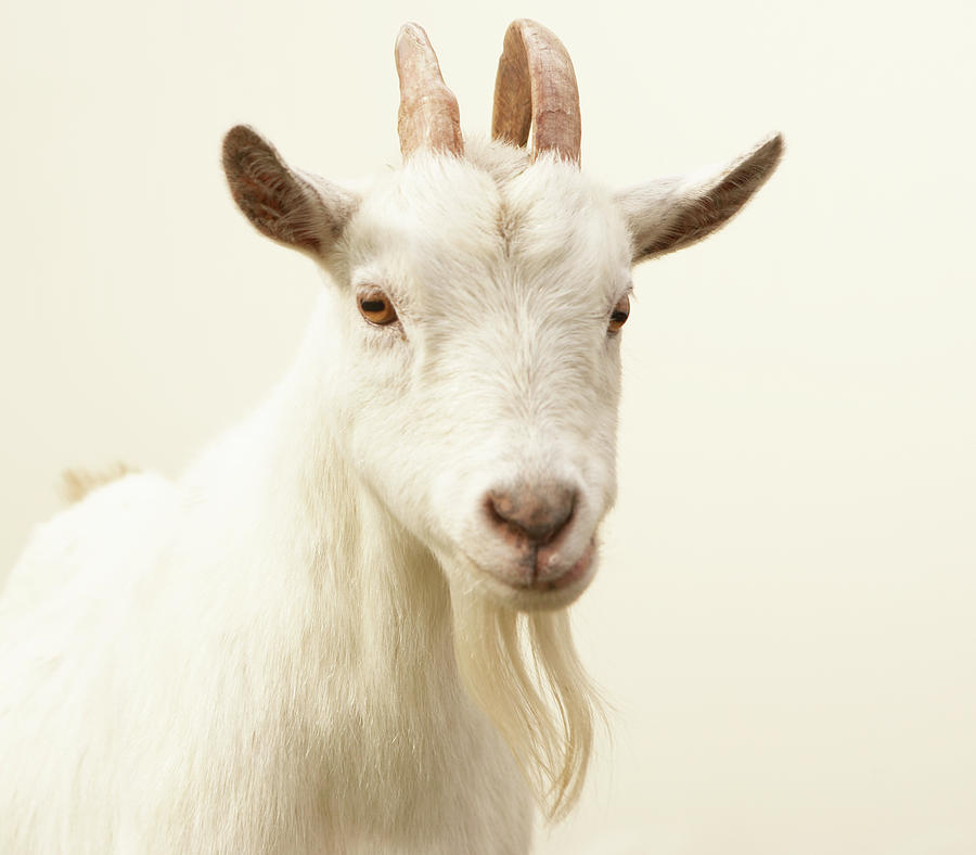 900x788 Pygmy Goat Canvas Print Canvas Art By Thomas Northcut Goats