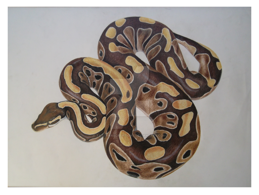 1024x772 Ball Python Drawing By Tatjanascreations