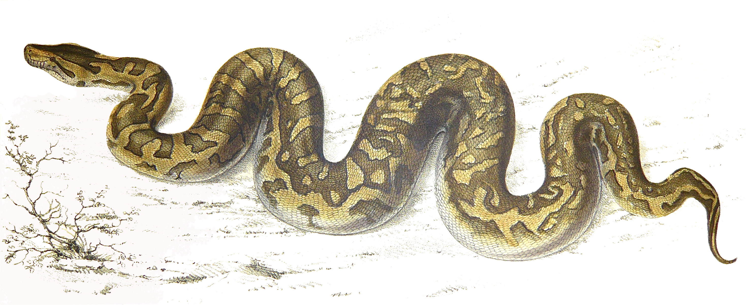 2941x1201 Filepython Natalensis Smith 1840.jpg