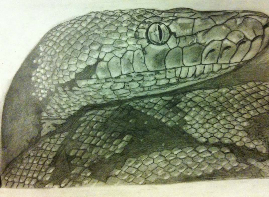 1071x786 First Drawing In 2013 Is Of A Reticulated Python.