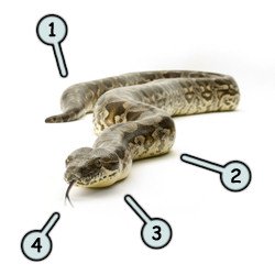 250x250 Drawing Cartoon Snakes