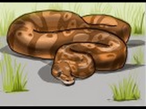 480x360 How To Draw A Python Snake