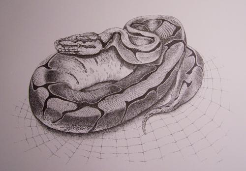 500x348 Spider Ball Python [Archive]