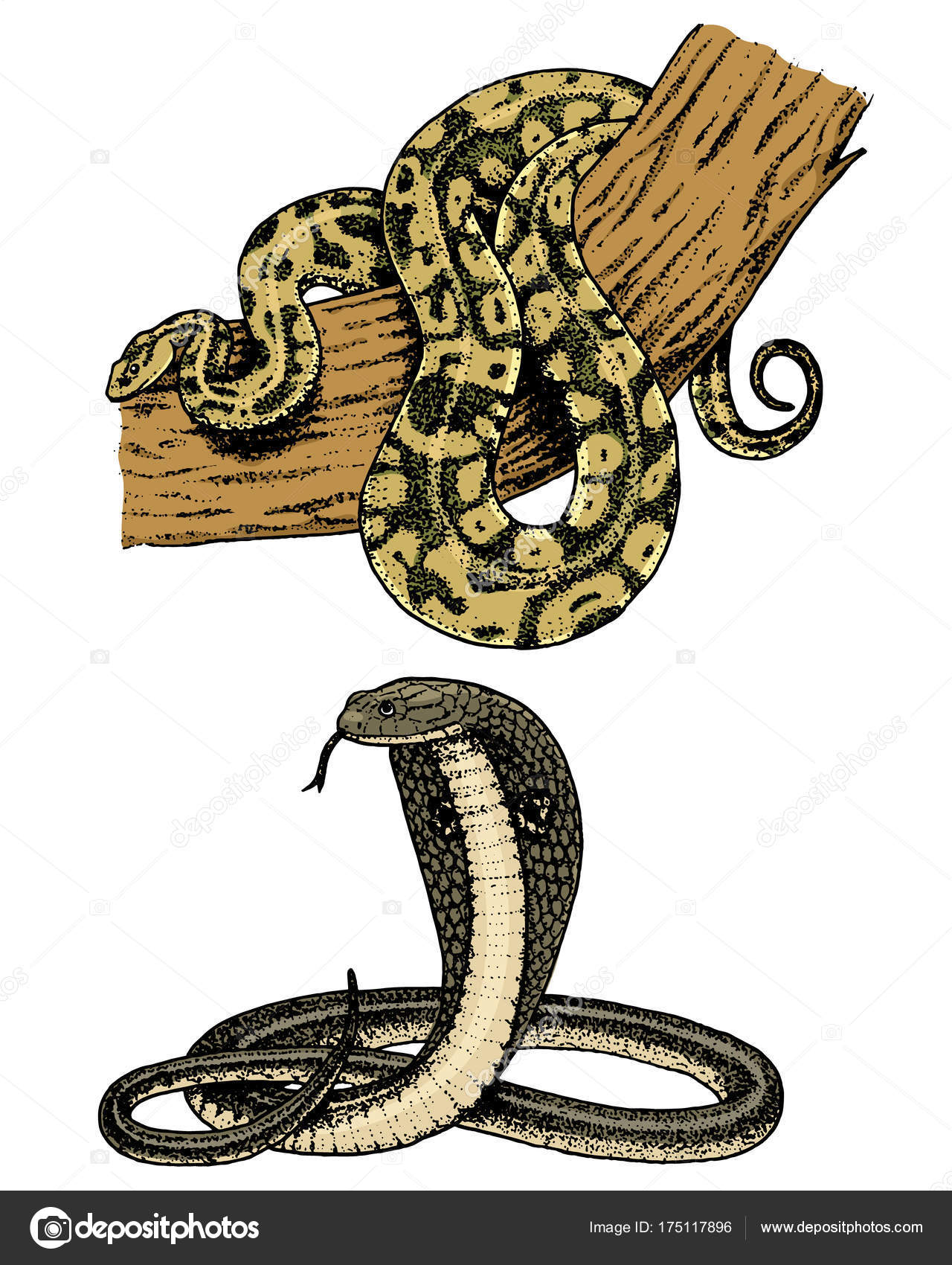 1280x1700 Viper Snake. Serpent Cobra And Python, Anaconda Or Viper, Royal