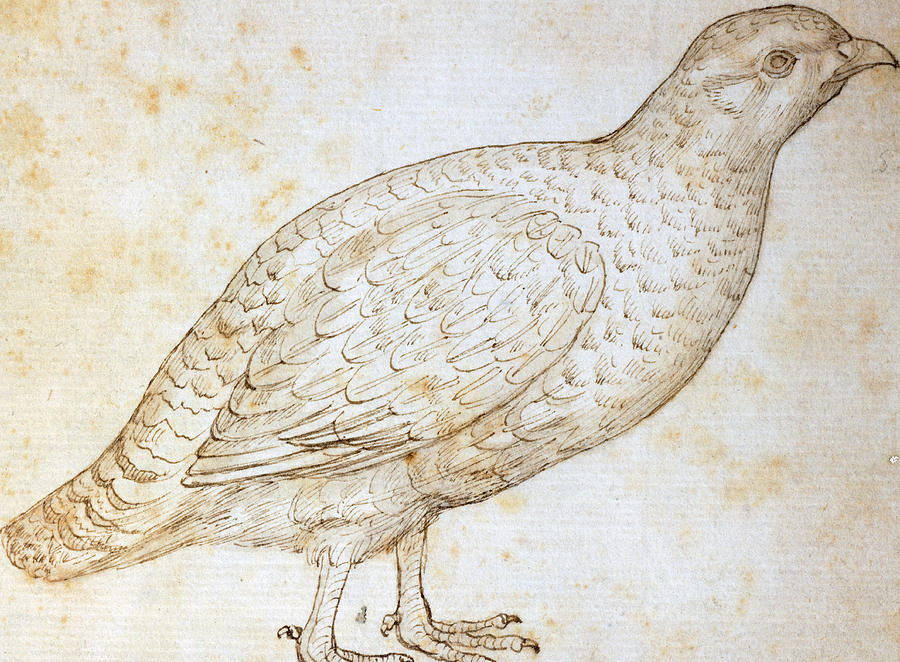 900x662 Quail Drawing By Leonardo Da Vinci
