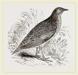 300x291 Quail Drawings Fine Art America