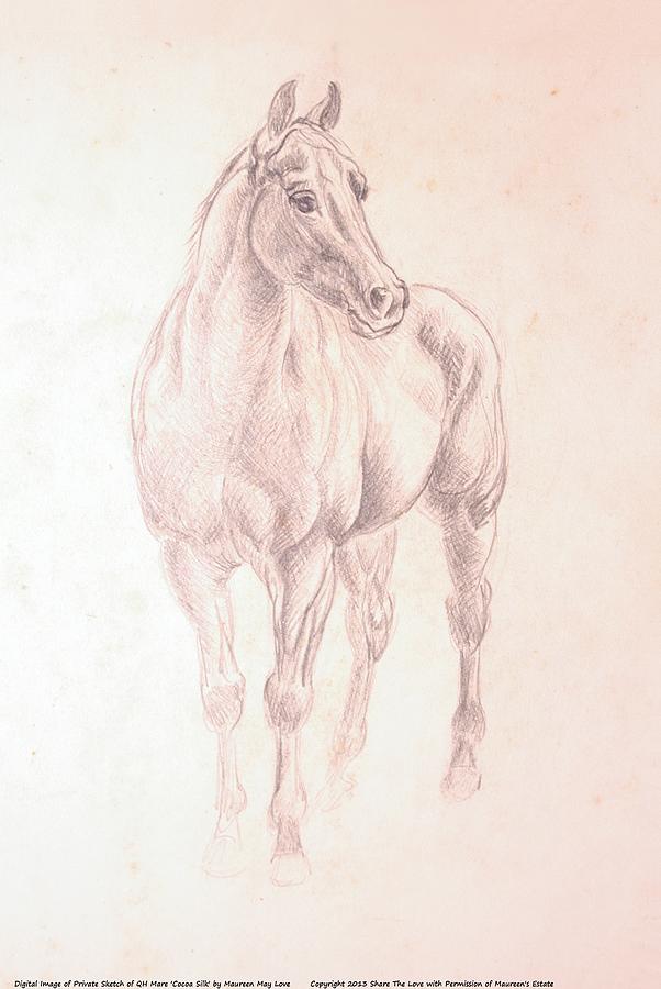 602x900 Quarter Horse Mare Cocoa Silk