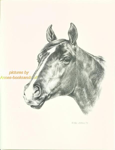 462x600 210 Quarter Horse Portrait Pen And Ink Drawing By Jan Jellins Ebay