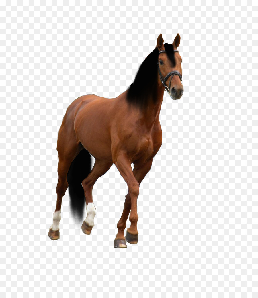 900x1040 American Quarter Horse American Paint Horse Drawing Horse Training