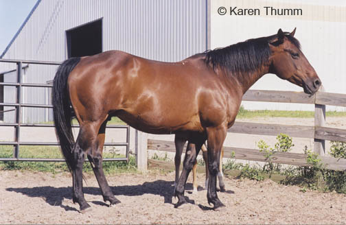 504x328 Drawing On Life The Art Of Karen Baker Thumm September 2015