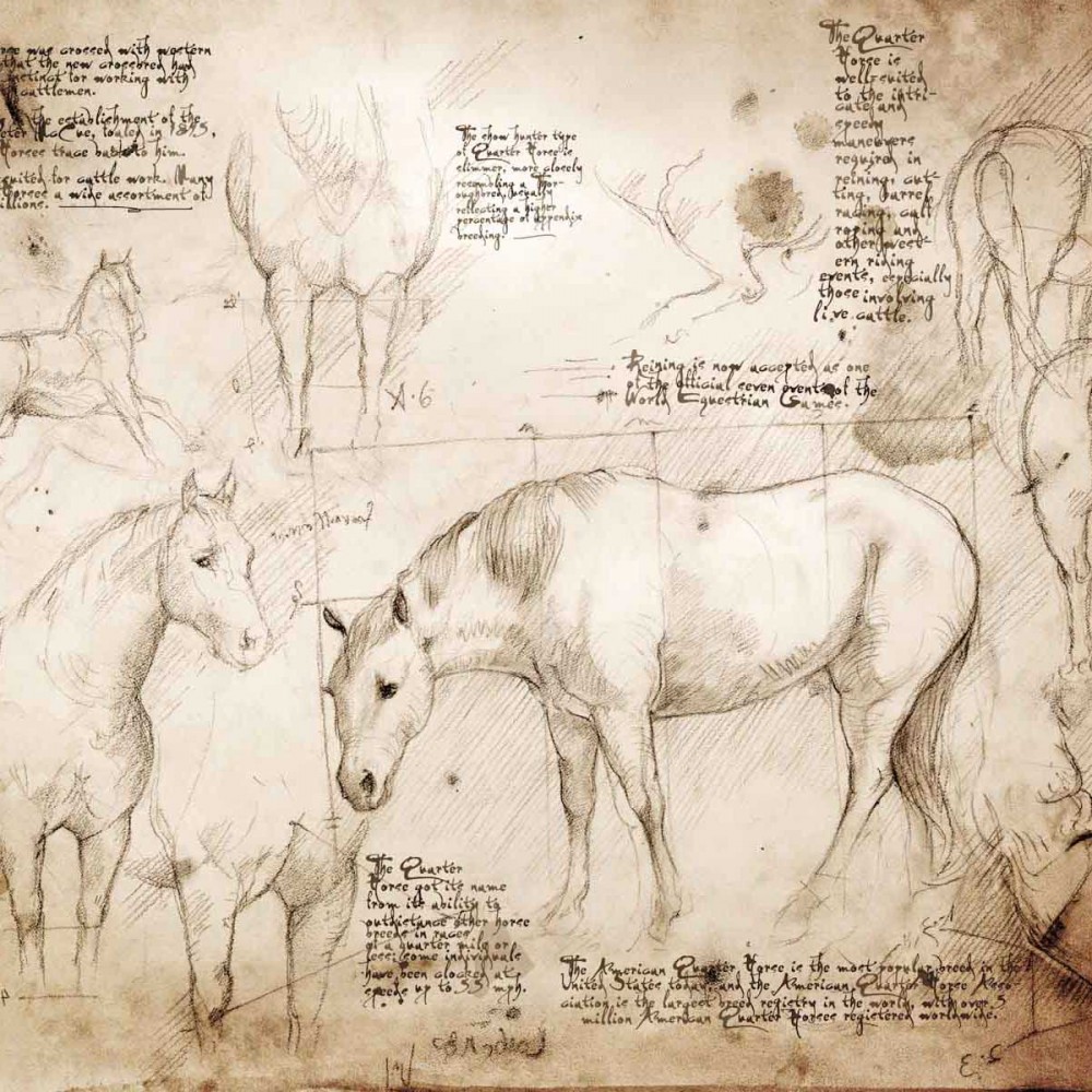 1000x1000 Quarter Horse Study A Full Size Da Vinci Style Drawing