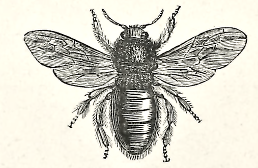 507x330 Violet Carpenter Bee Drawing
