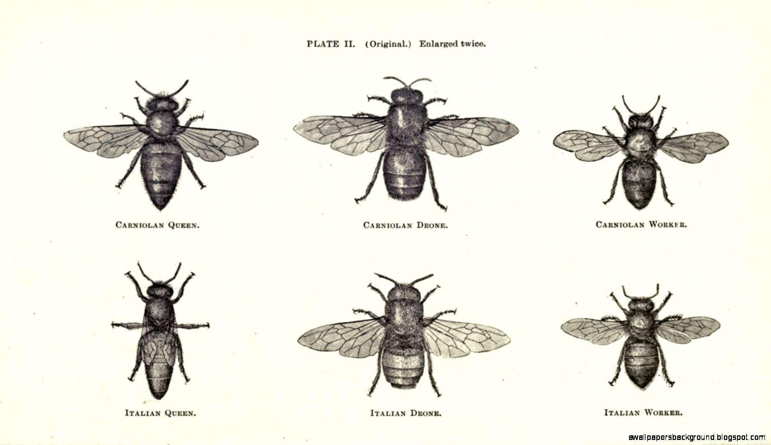 1520x878 Tatto On Bee Illustration Bees And Honey Bees.jpg (1520