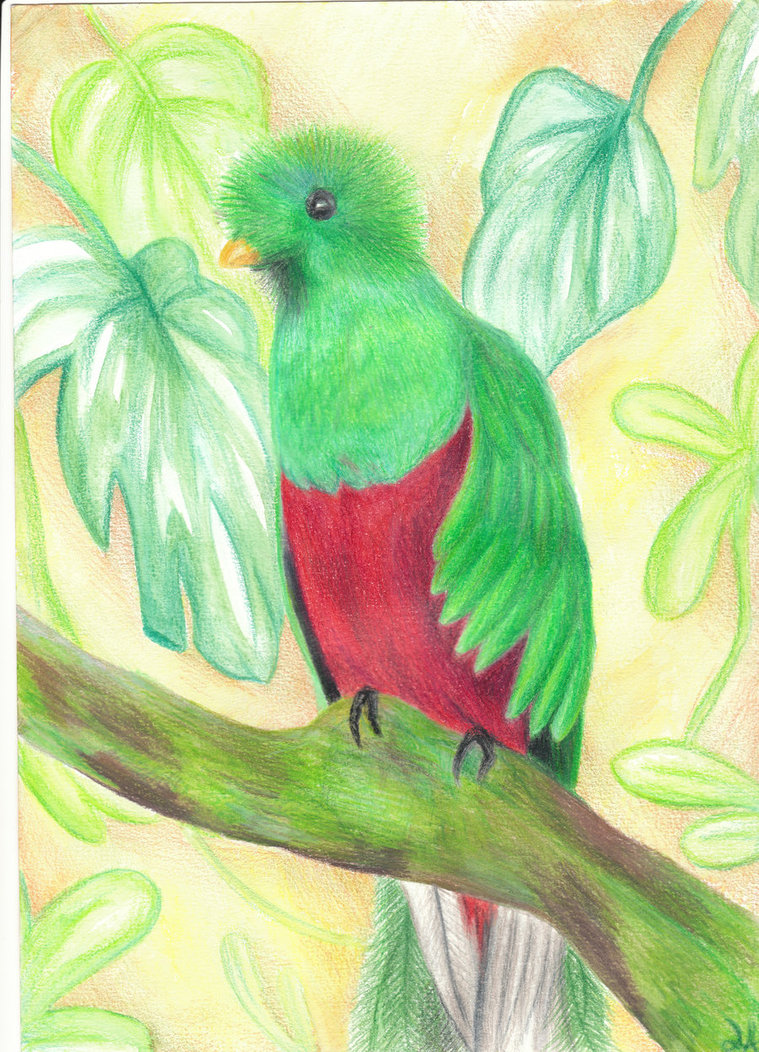 759x1052 Quetzal Bird By Lauratar