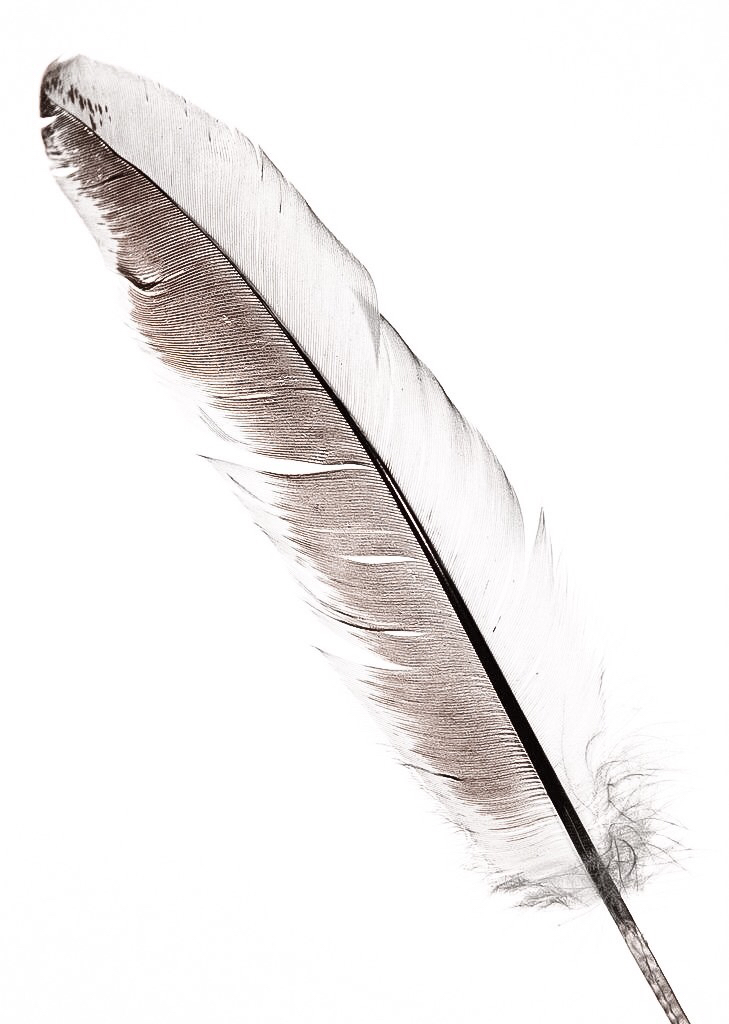 729x1024 Allegra7382 Feathers Feathers, Drawing Ideas