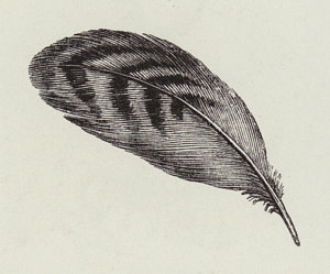 300x249 Quill Pen Drawings Fine Art America