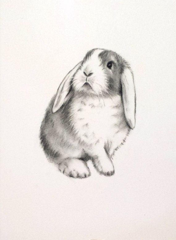 570x777 Rabbit Art, Original Charcoal 5x7 Lop Eared Rabbit Drawing