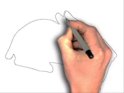 480x360 How To Draw Rabbits Eat Carrot