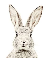 209x241 Image Result For Rabbit Face Drawing Monkey