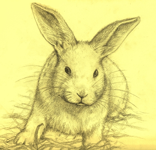 498x480 Rabbit Drawing By Halpenske
