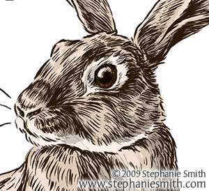 300x274 Year Of The Rabbit