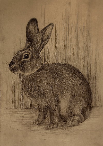 400x569 Rabbit Sketch By Moussee