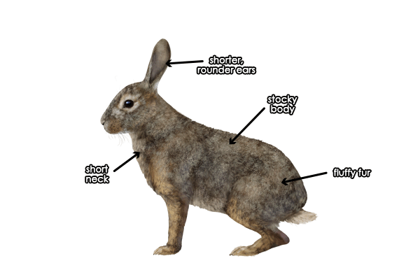 600x396 How To Draw Animals Hares And Rabbits