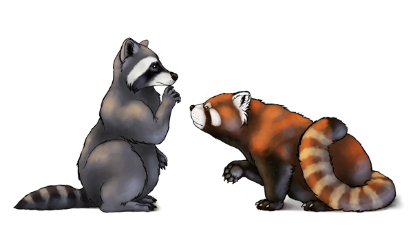 600x336 How To Draw Animals Red Pandas And Raccoons
