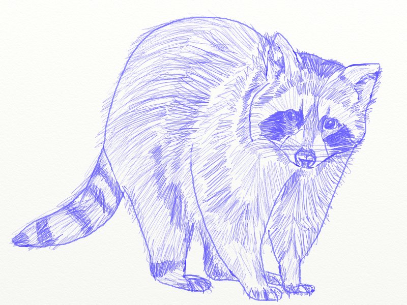 800x600 How To Draw A Raccoon