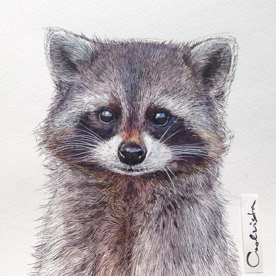 1080x1080 Nadiacoolrista On Instagram My Raccoon Is Done. Art Colored