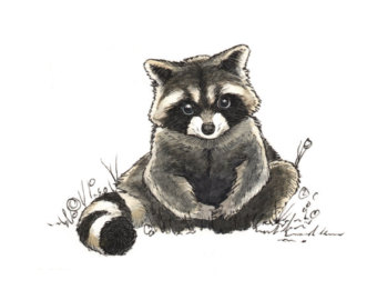 340x270 Raccoon Pen Drawing Etsy
