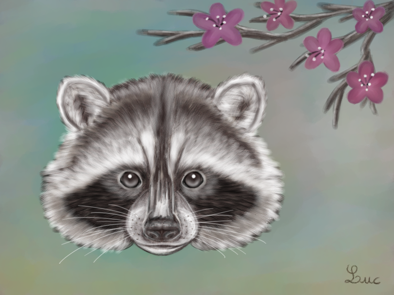 800x600 Raccoon Face Painting By Tom437