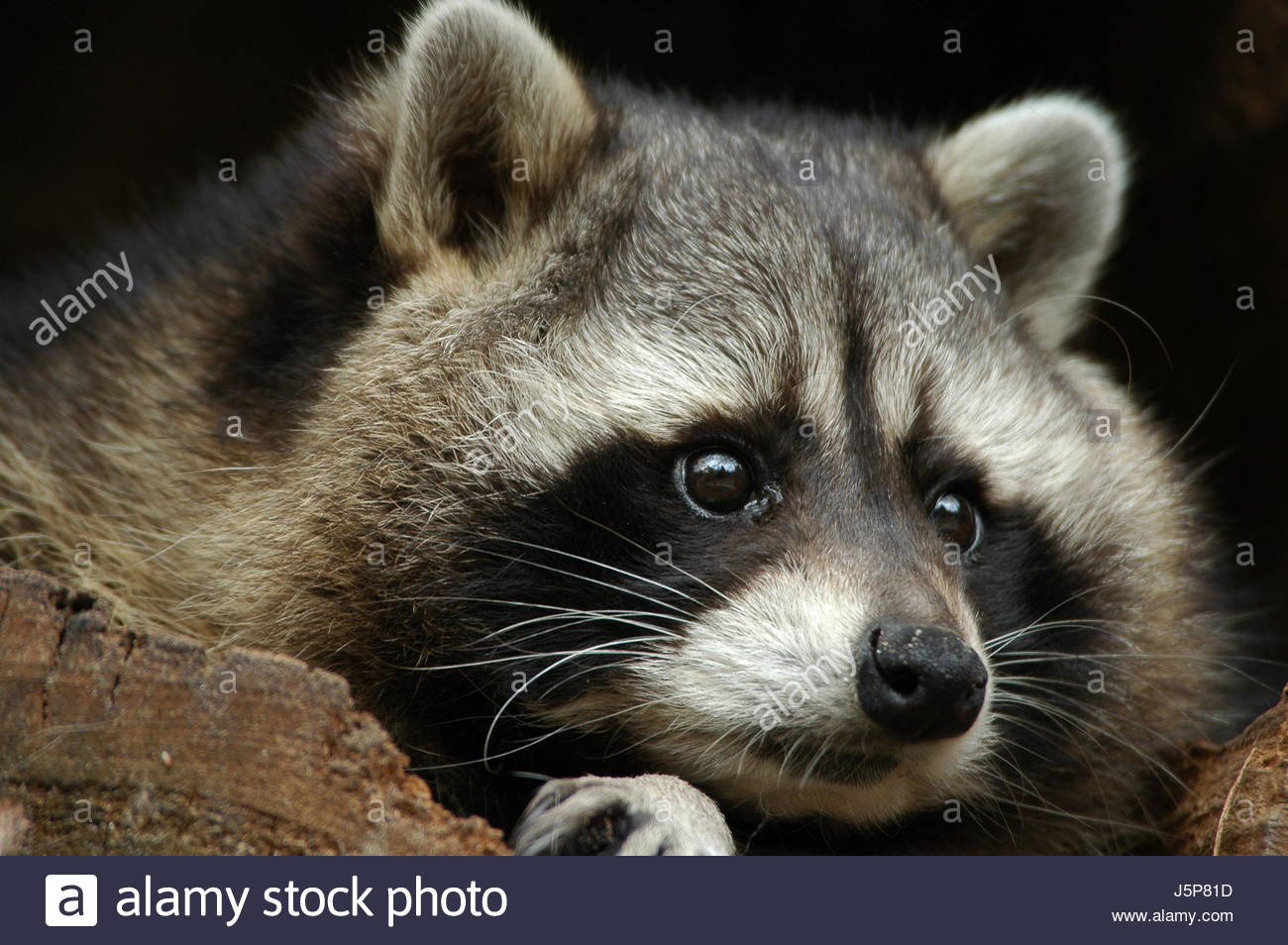 1300x954 Face Eyes Hairs Drawing Photo Picture Image Copy Deduction Raccoon