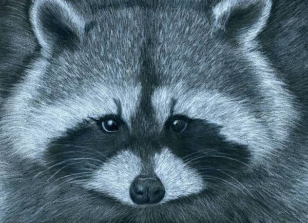 600x434 Clark Intermediate Advanced Art Studies White Pencil On Black