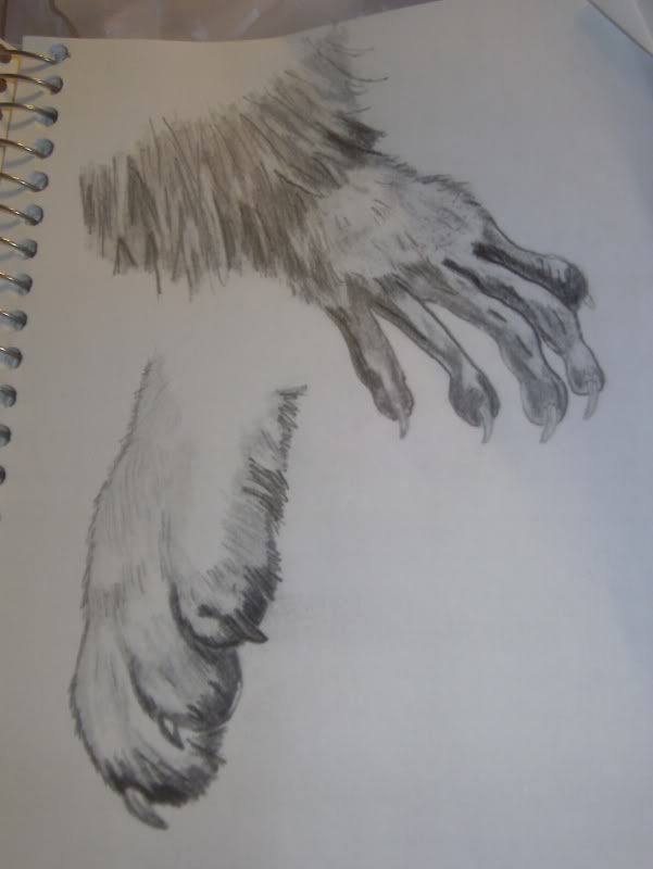 601x800 Drawing Raccoon Hand And Puppy Paw Pencil By Boardermiah