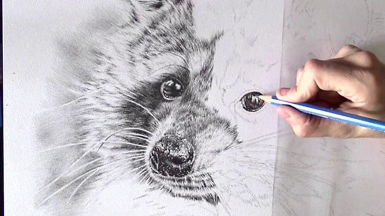1280x720 Drawing The Eye Of A Raccoon