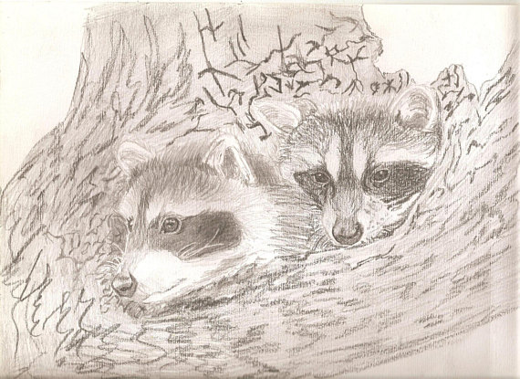 570x415 Portrait Pencil Sketch Baby Raccoons In Tree 9 X 12 Inches