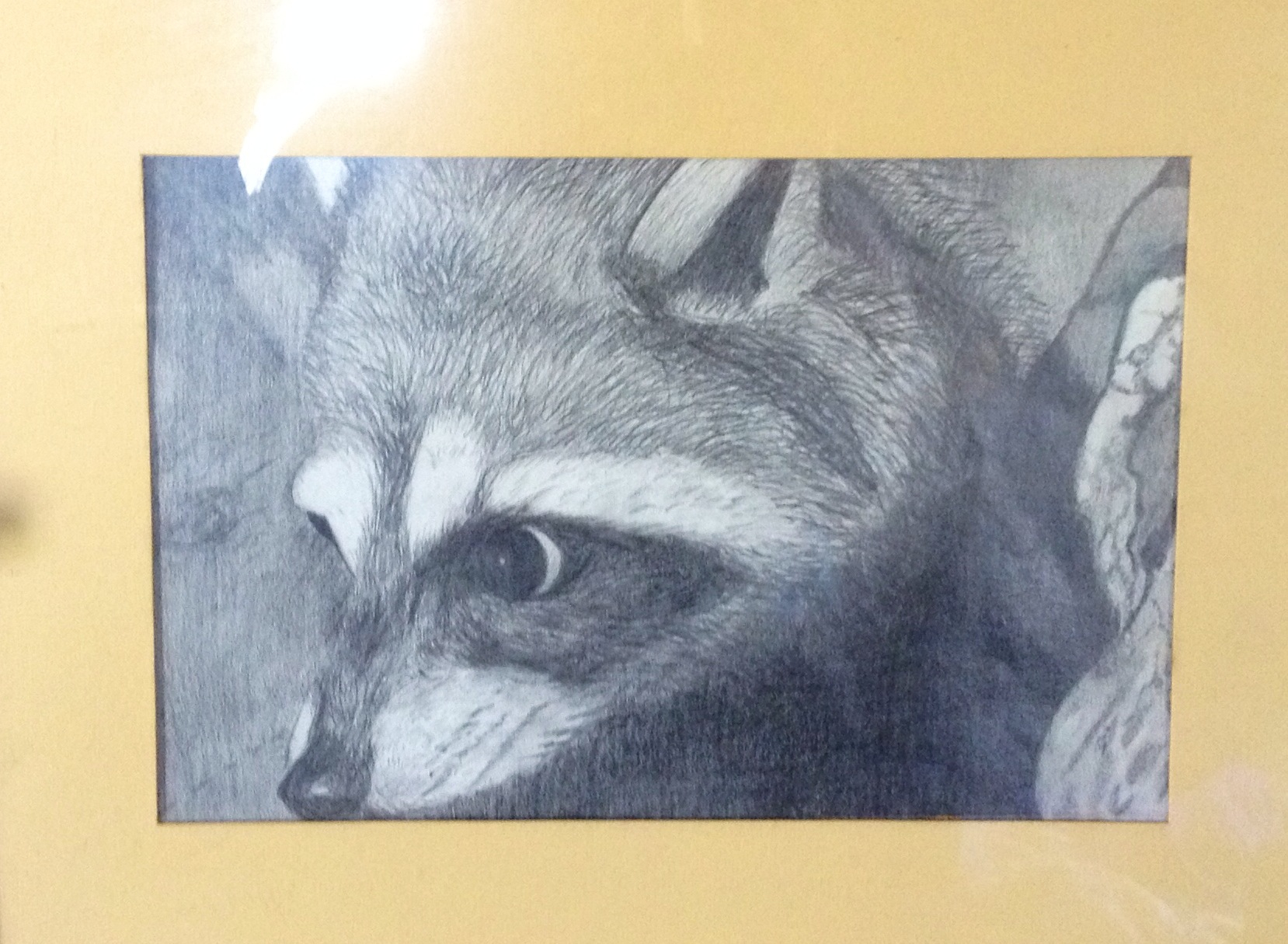 1658x1215 Raccoon Pencil Drawing, 9th Grade