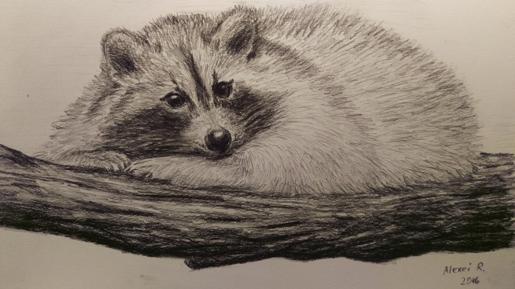 1024x576 Raccoon Charcoal Pencil Drawing. By Akarudsan