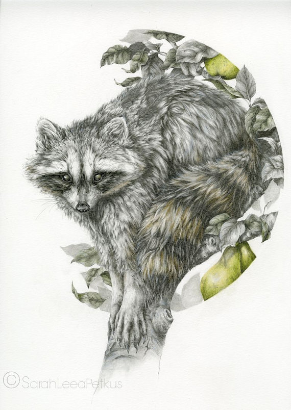570x804 The Obscurer 11x14 Fine Art Print Raccoon Woodland Pencil