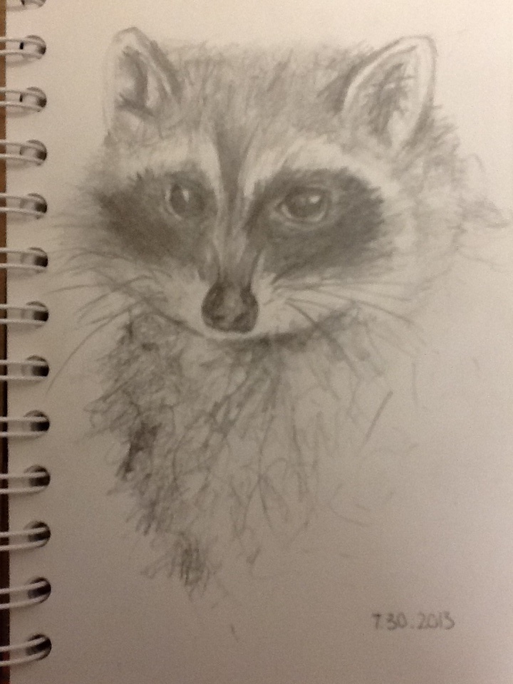 720x960 Raccoon Pencil Drawing By Polka Dot Elephant