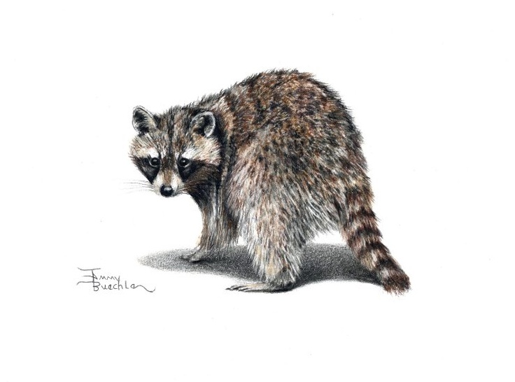 736x546 Raccoon Pencil Drawing By Tammy Buechle! I Love Animals