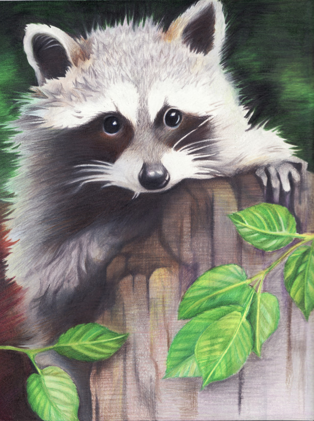640x858 Drawings Racoons Pencil Drawings Tagged Color Pencil