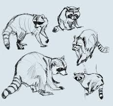 232x217 Raccoons Drawing Sketches There's A Few Things That Are Going