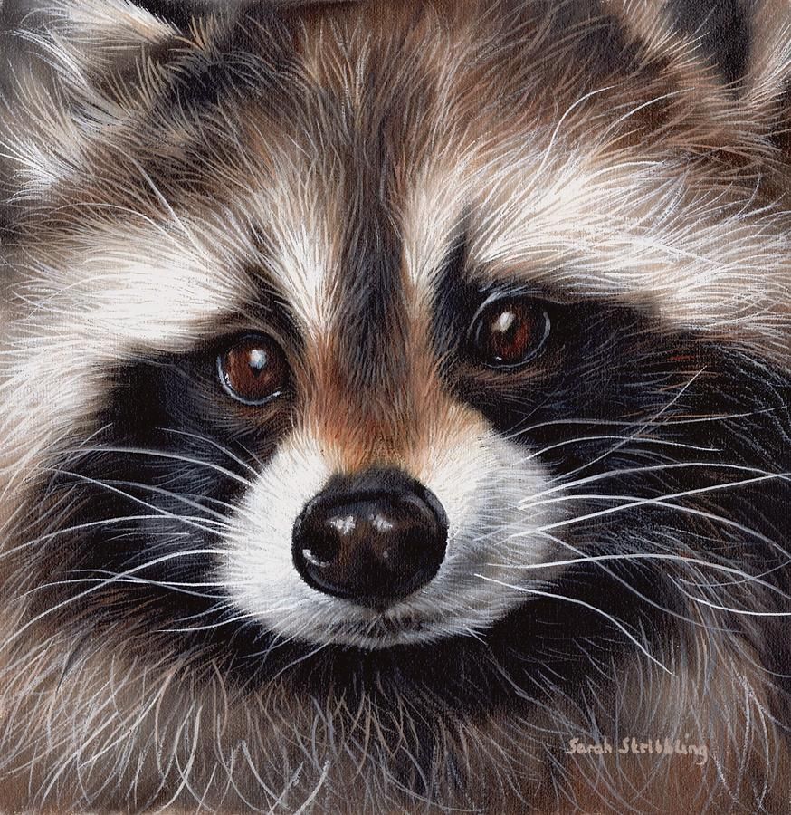 874x900 How To Draw A Raccoon